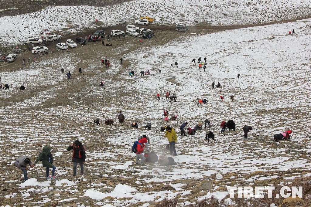 寻找虫草的队伍  摄影：马静.jpg